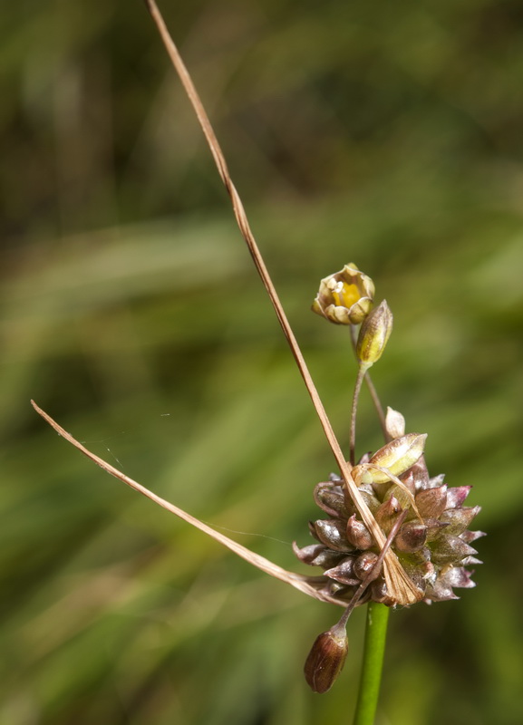 Allium oleraceum.17