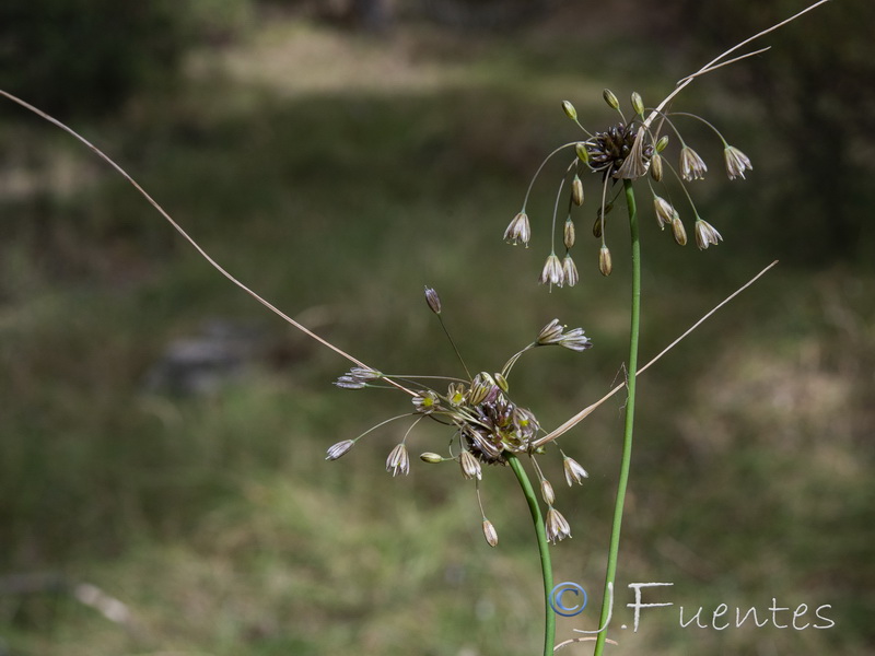 Allium oleraceum.08