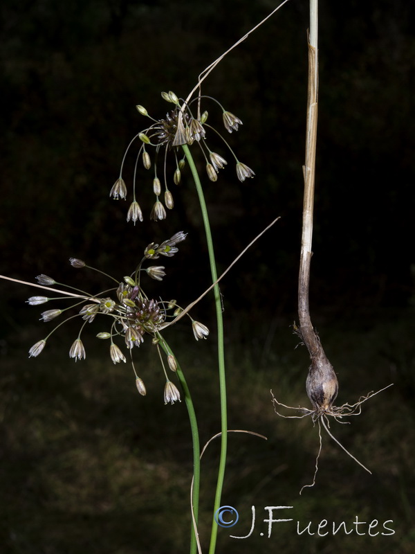 Allium oleraceum.26