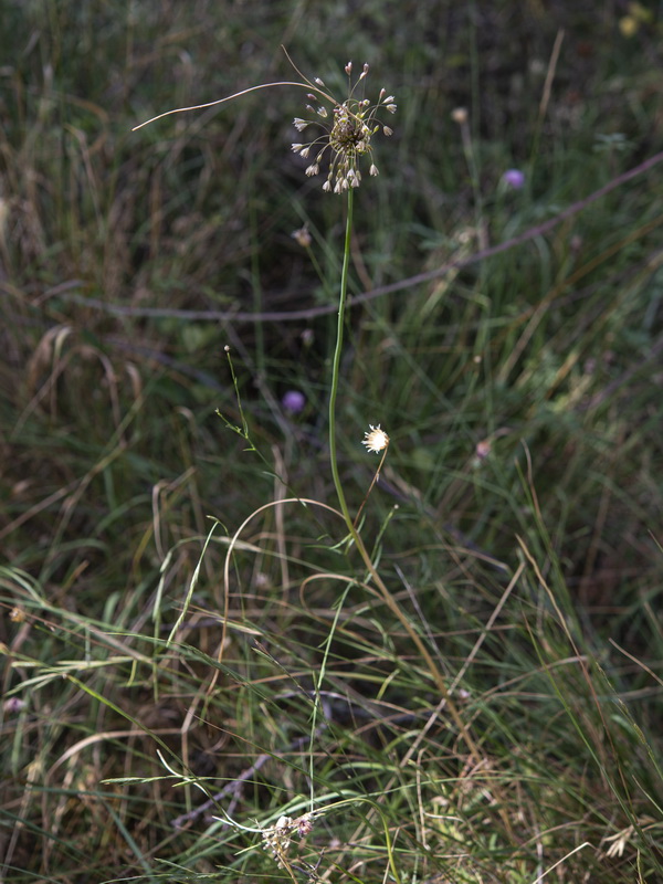 Allium oleraceum.27