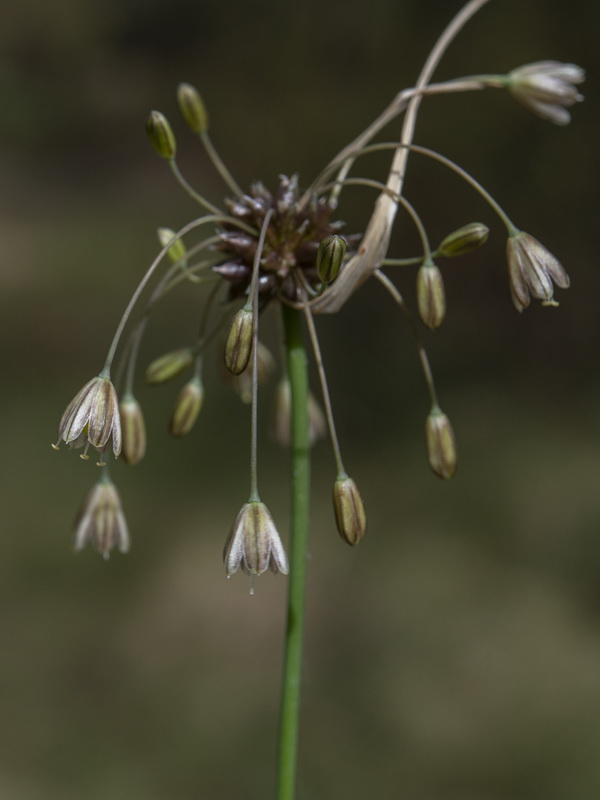 Allium oleraceum.09