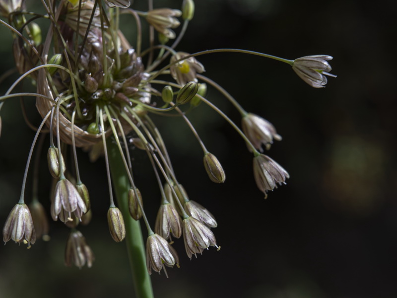 Allium oleraceum.35