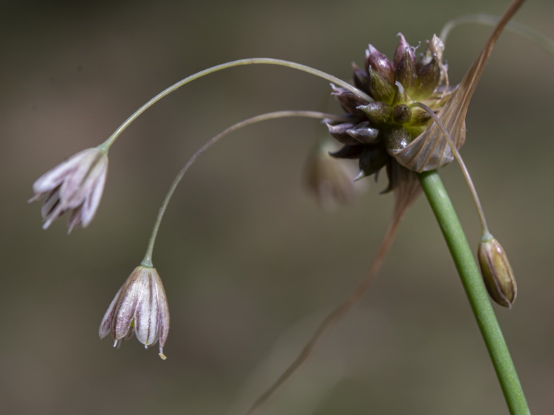 Allium oleraceum.38