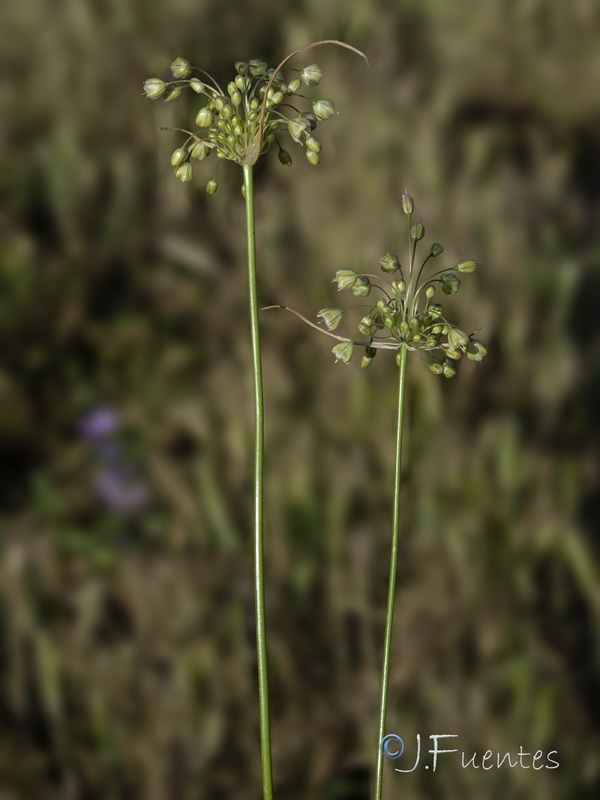 Allium oporinatum.01