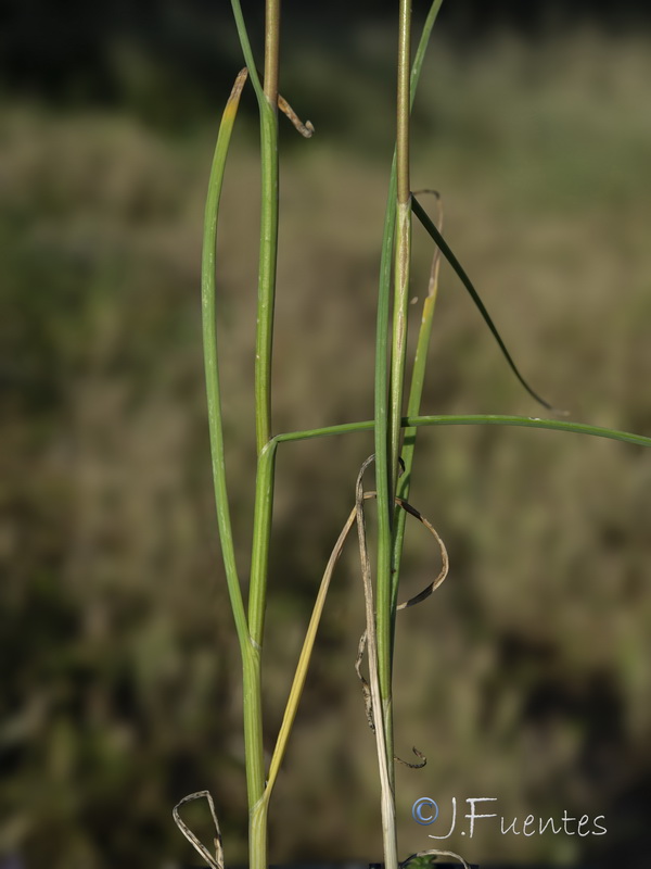 Allium oporinatum.02
