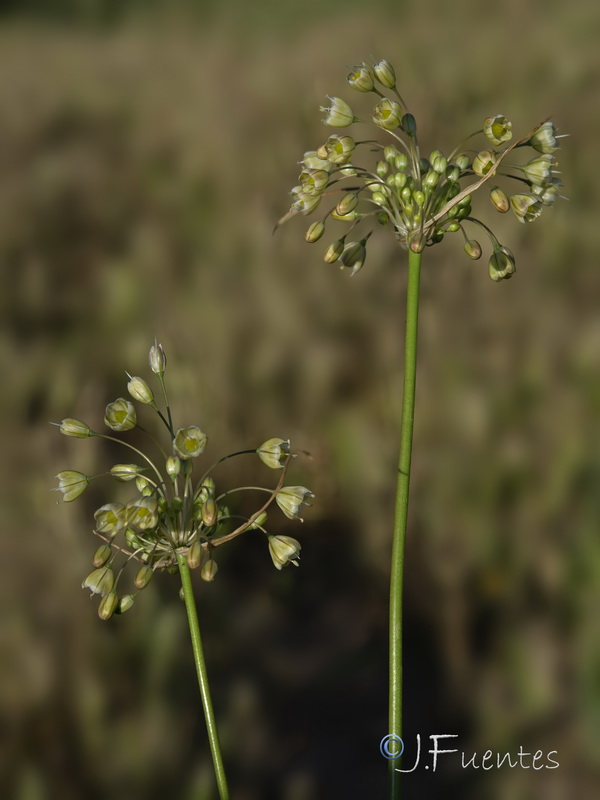 Allium oporinatum.03