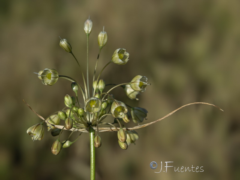 Allium oporinatum.05