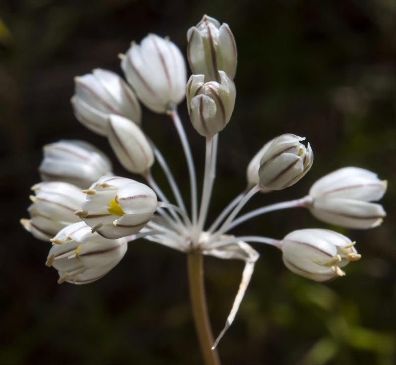 Allium pallens.01