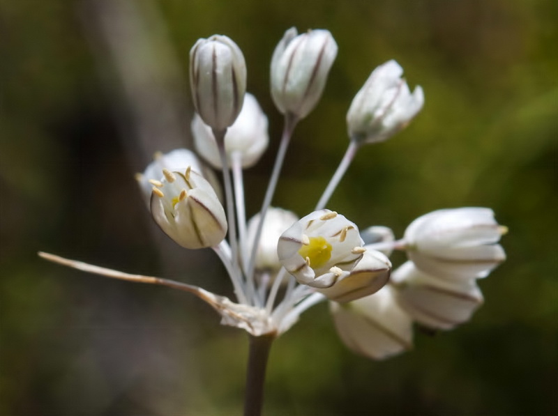 Allium pallens.02