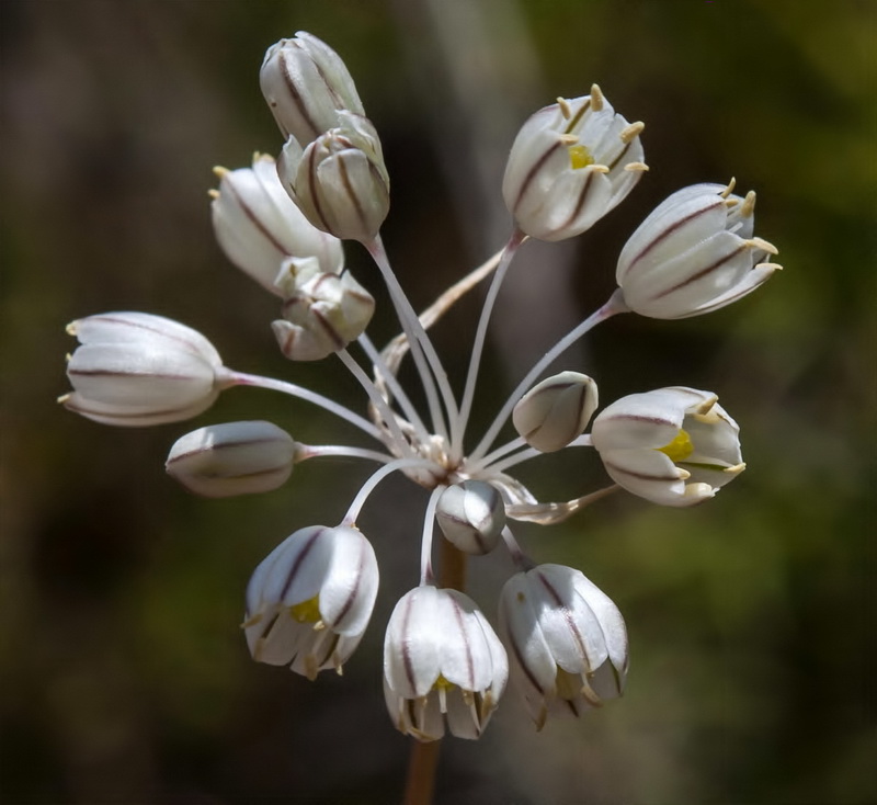 Allium pallens.03