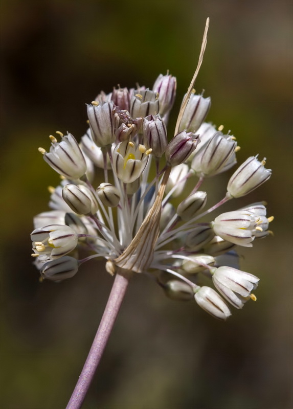 Allium pallens.06