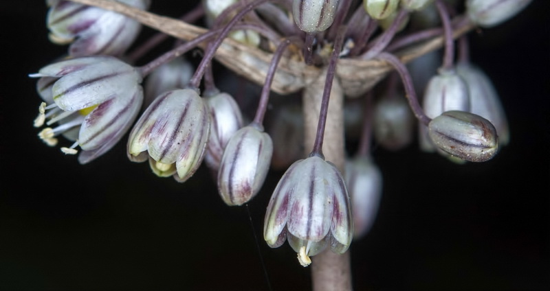 Allium pallens.10