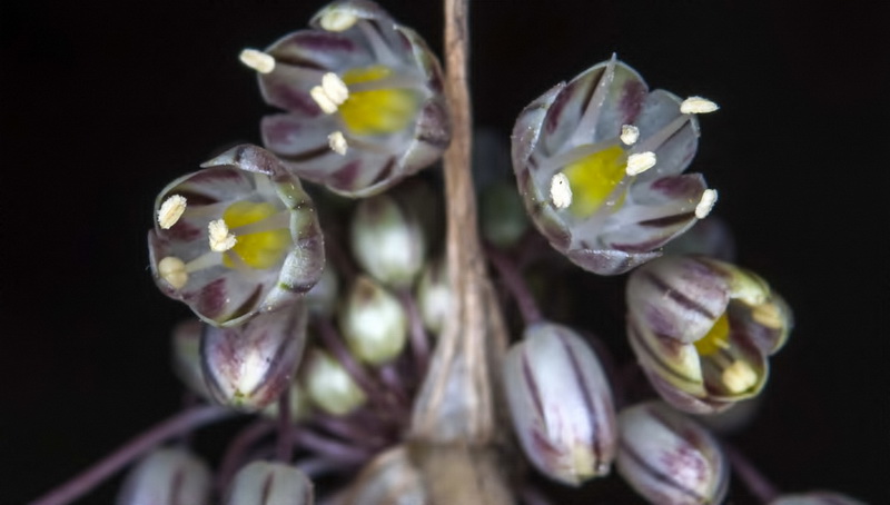 Allium pallens.11