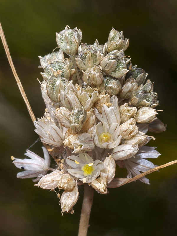 Allium pallens.13