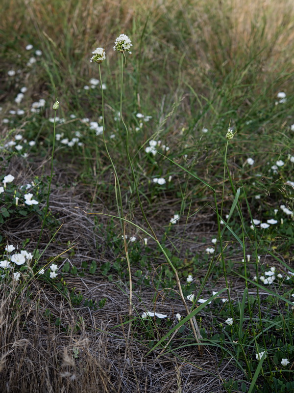 Allium pallens 2.01