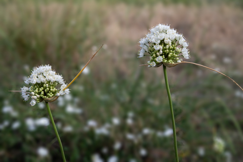 Allium pallens 2.07