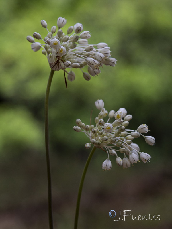 Allium pallens pallens.17