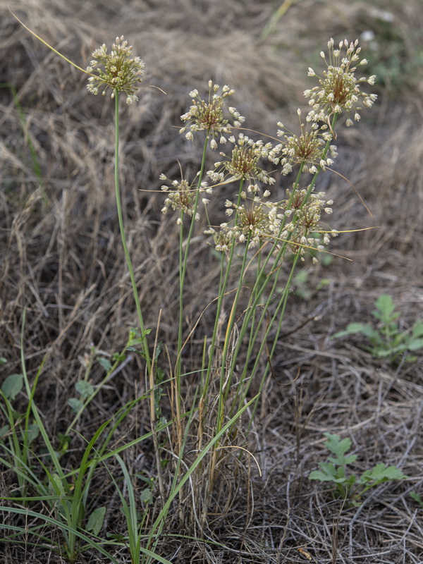 Allium paniculatum paniculatum.08