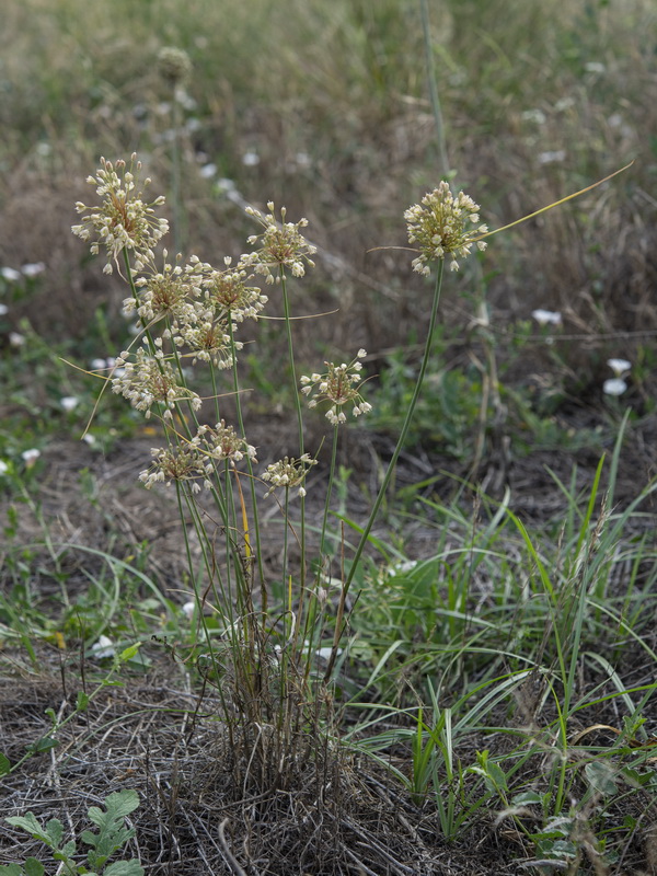 Allium longispathum.02