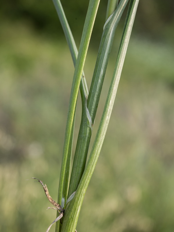 Allium longispathum.04