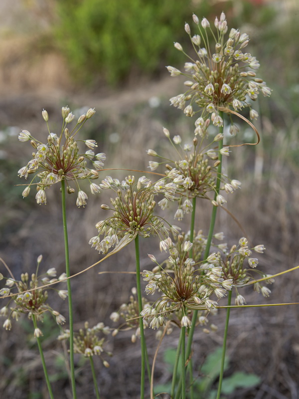 Allium longispathum.05