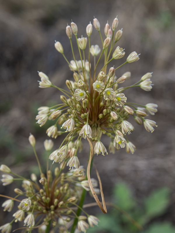 Allium longispathum.07