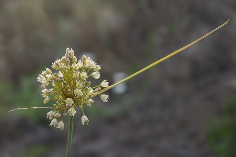 Allium longispathum.09