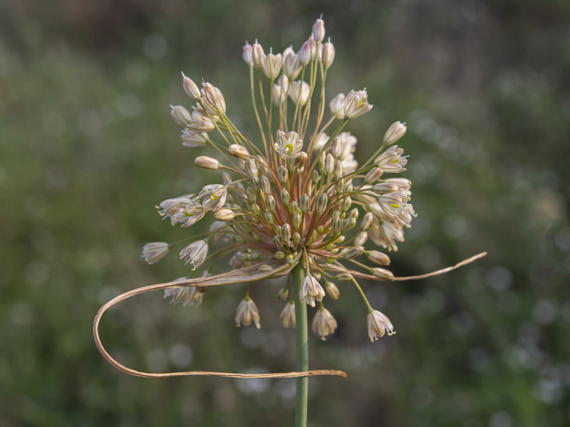 Allium longispathum.11