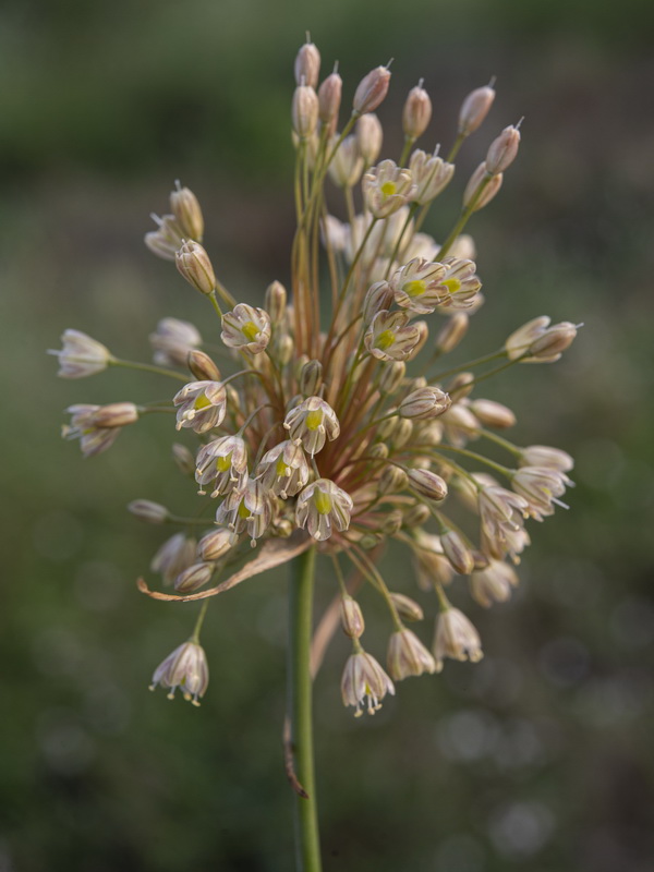 Allium longispathum.12