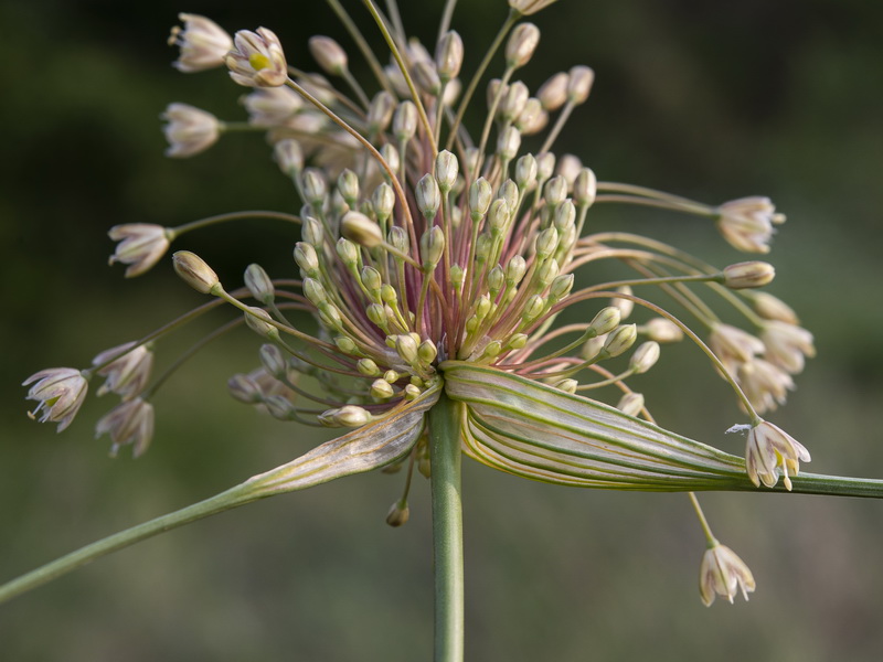 Allium longispathum.14