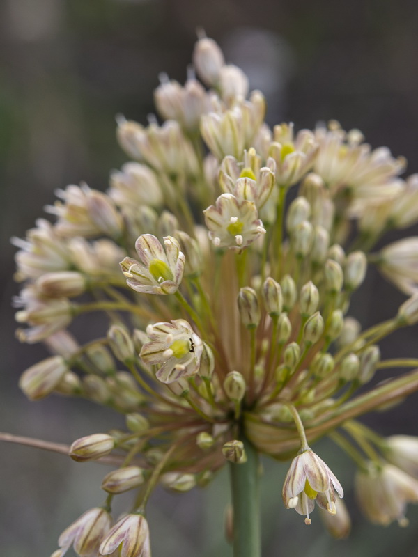 Allium longispathum.16