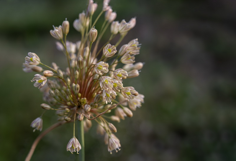 Allium longispathum.17