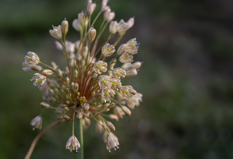 Allium longispathum.17