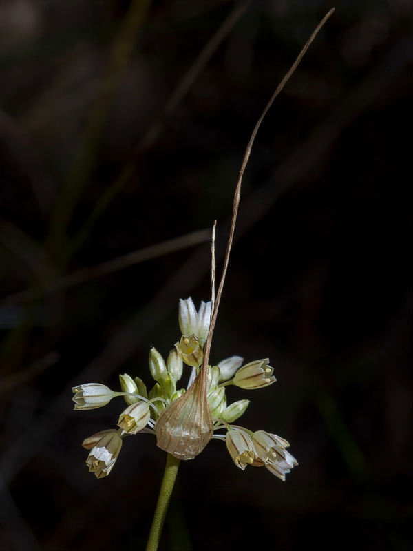 Allium paniculatum paniculatum.04