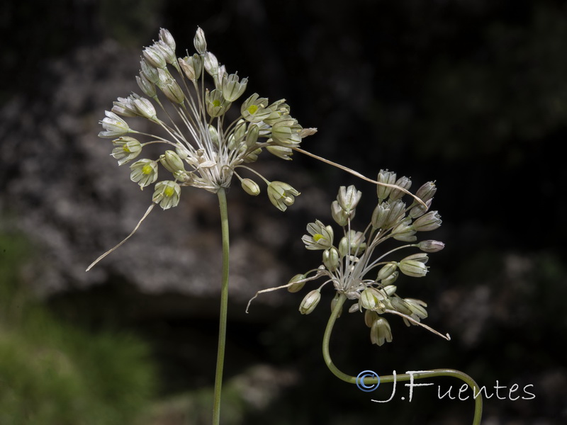 Allium paniculatum paniculatum.06