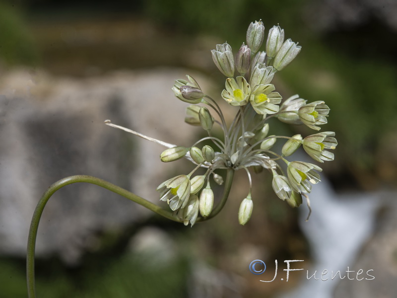 Allium paniculatum paniculatum.07