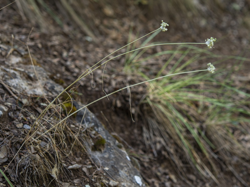 Allium paniculatum paniculatum.08
