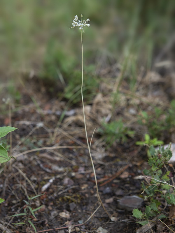 Allium paniculatum paniculatum.09