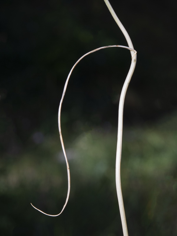 Allium paniculatum paniculatum.10