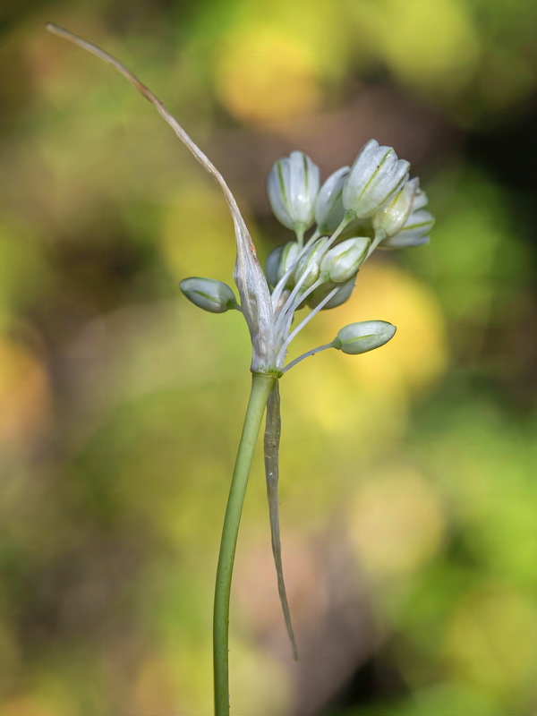 Allium paniculatum paniculatum.01