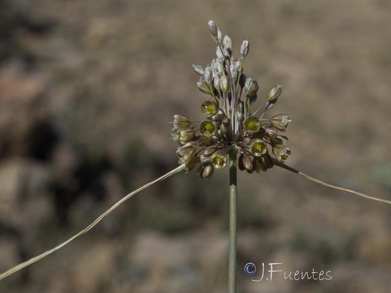 Allium paniculatum paniculatum.21