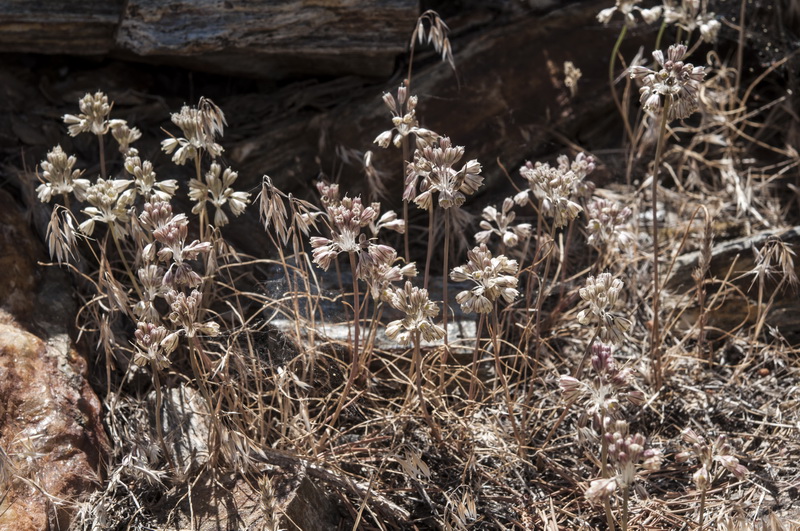 Allium paniculatum paniculatum.01