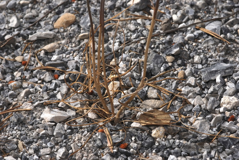 Allium paniculatum paniculatum.02