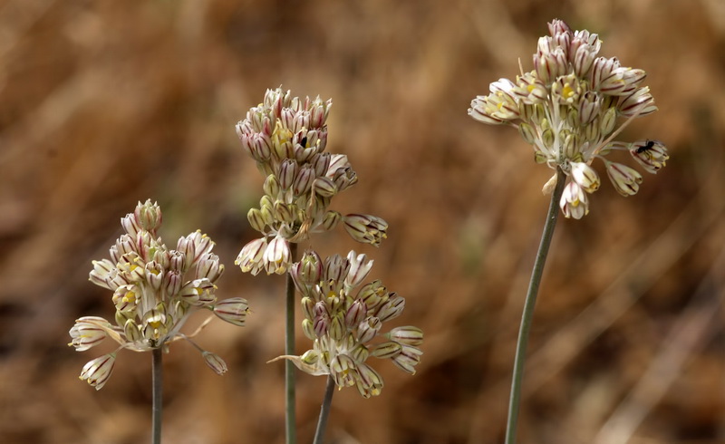 Allium paniculatum paniculatum.04