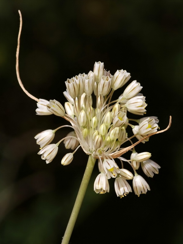 Allium paniculatum paniculatum.08
