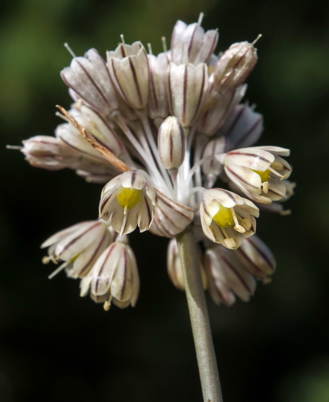 Allium paniculatum paniculatum.09