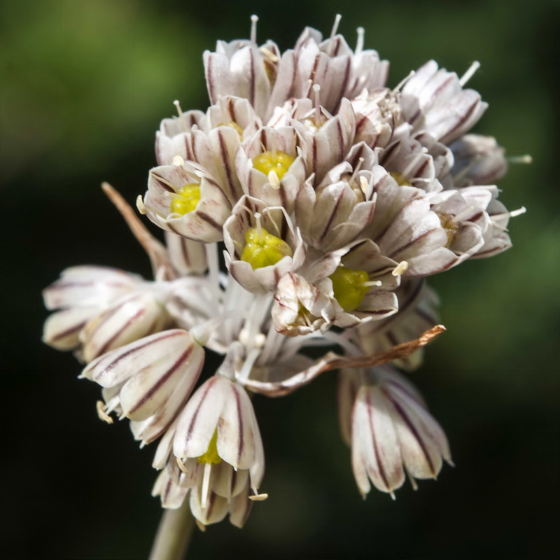 Allium paniculatum paniculatum.10