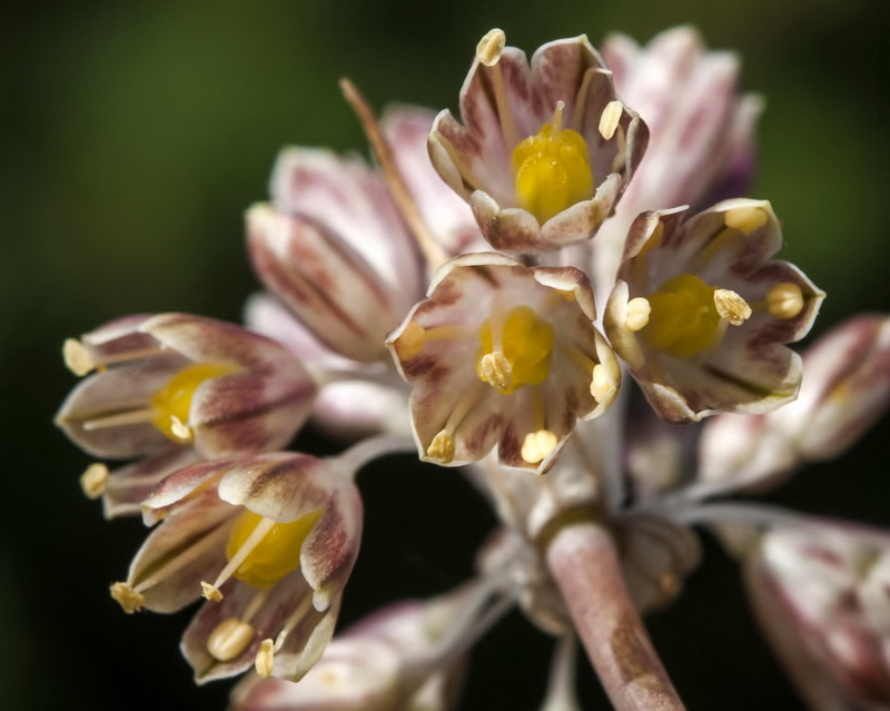 Allium paniculatum paniculatum.11