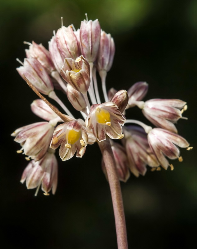 Allium paniculatum paniculatum.12