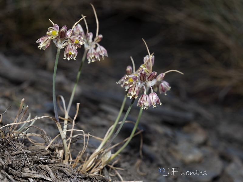 Allium valdesianum.01
